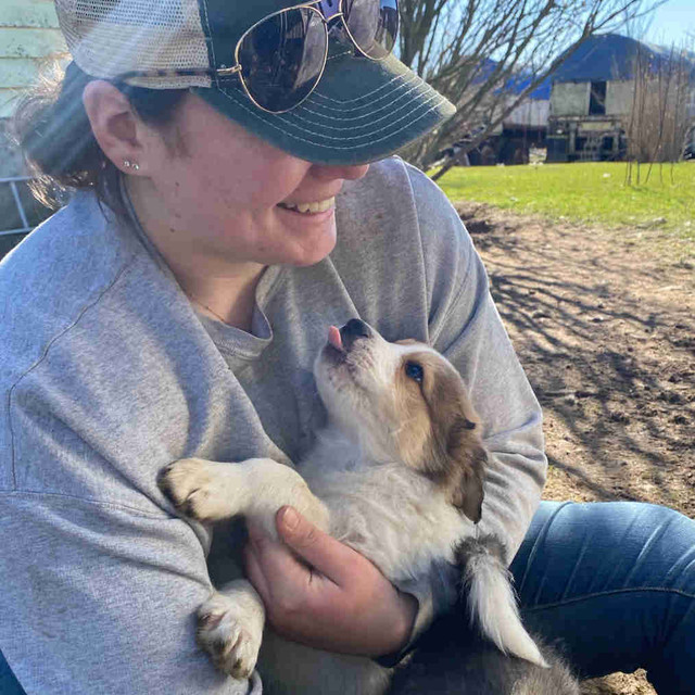 Great Pyrenees X  Bernese Cattle Dog Puppies in Dogs & Puppies for Rehoming in Norfolk County - Image 3