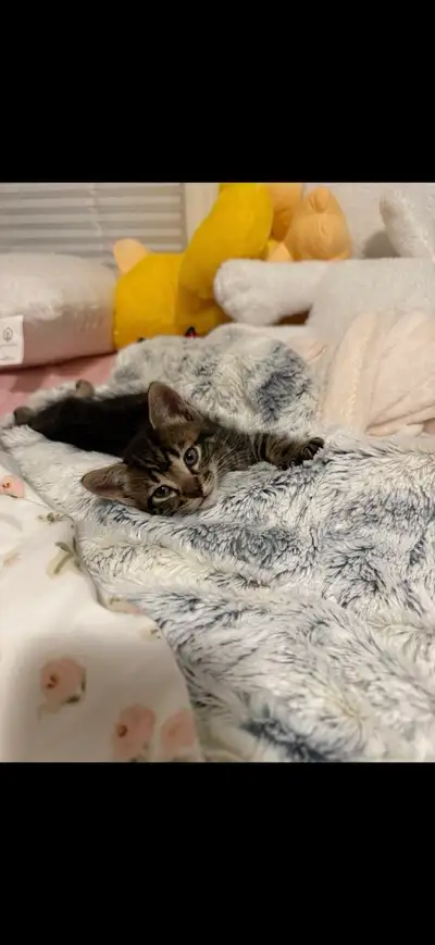 Kitten for sale, View more