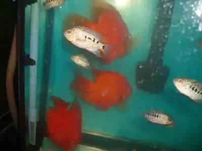 FOR SALE LARGE RED KING KONG PARROT FISH $60 EACH, View more