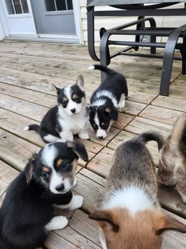 Chiots Corgi in Dogs & Puppies for Rehoming in West Island - Image 10
