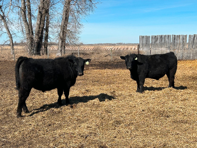 Purebred Black Angus Heifer Bulls in Livestock in Portage la Prairie
