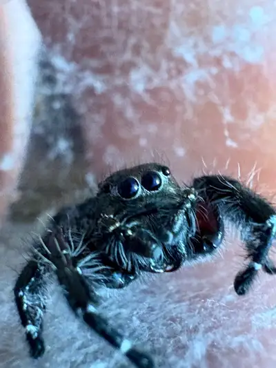 Jumping spiders, View more