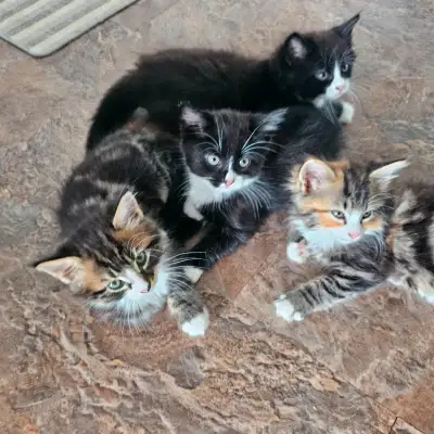 Kittens ready for their forever homes.