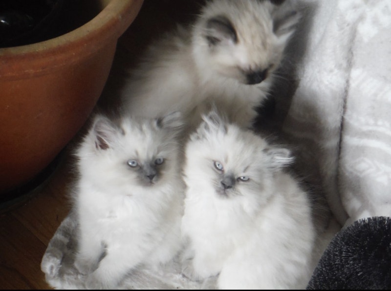 Himalayan x ragdoll kittens! Cats & Kittens for Rehoming Vancouver