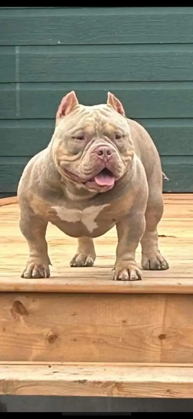 American bulldog cowboy Line pocket in Dogs & Puppies for Rehoming in Laval / North Shore - Image 6