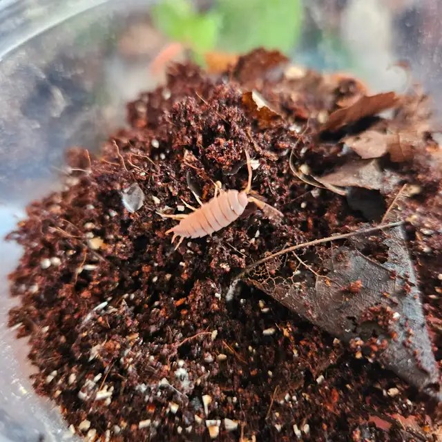 Powder Orange Isopod Colony in Reptiles & Amphibians for Rehoming in Dartmouth - Image 4