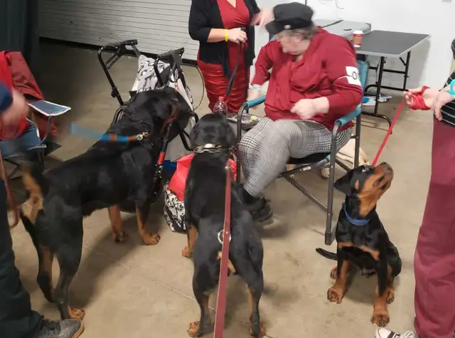 CKC Reg'd Rottweiler Puppies in Dogs & Puppies for Rehoming in Brantford - Image 7
