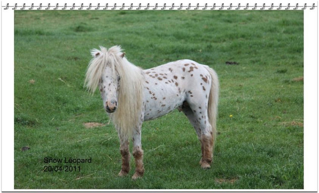 cheval miniature in Chevaux et poneys à adopter  à Victoriaville