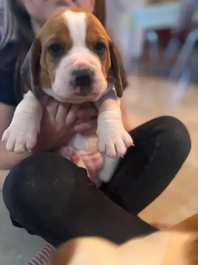 Purebred Beagle Puppies, View more
