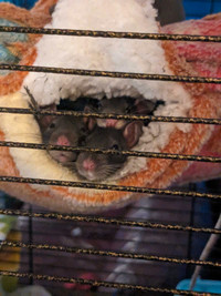Bébé Rat mâle