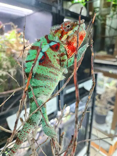 Panther chameleons for sale., View more