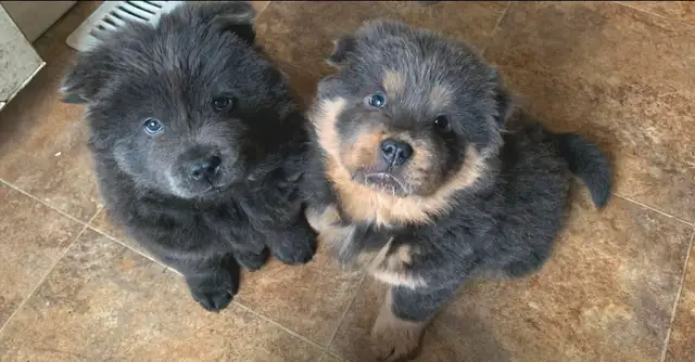 chow chow puppies in Dogs & Puppies for Rehoming in Hamilton - Image 3