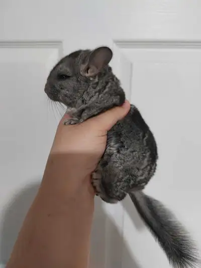Chinchilla couleur standard, View more