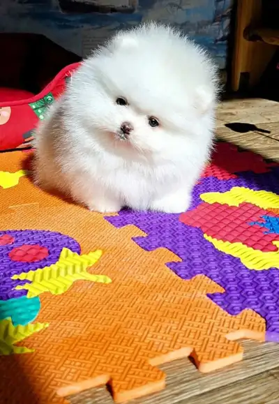 Pomeranian, View more