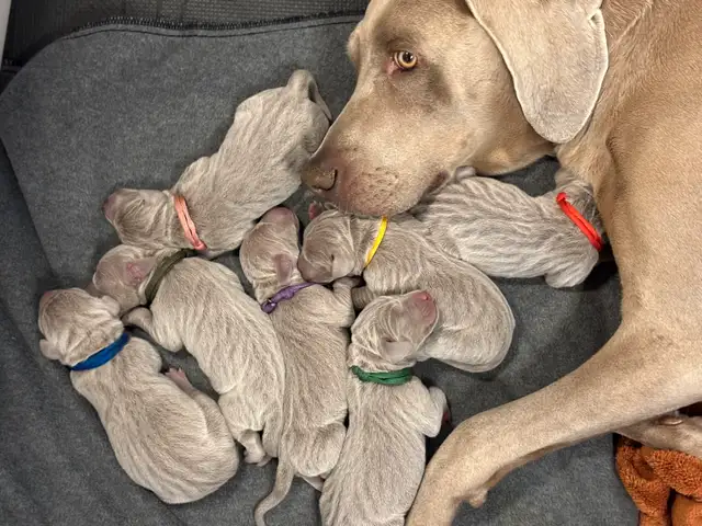 Weimaraner in Dogs & Puppies for Rehoming in Edmonton - Image 9