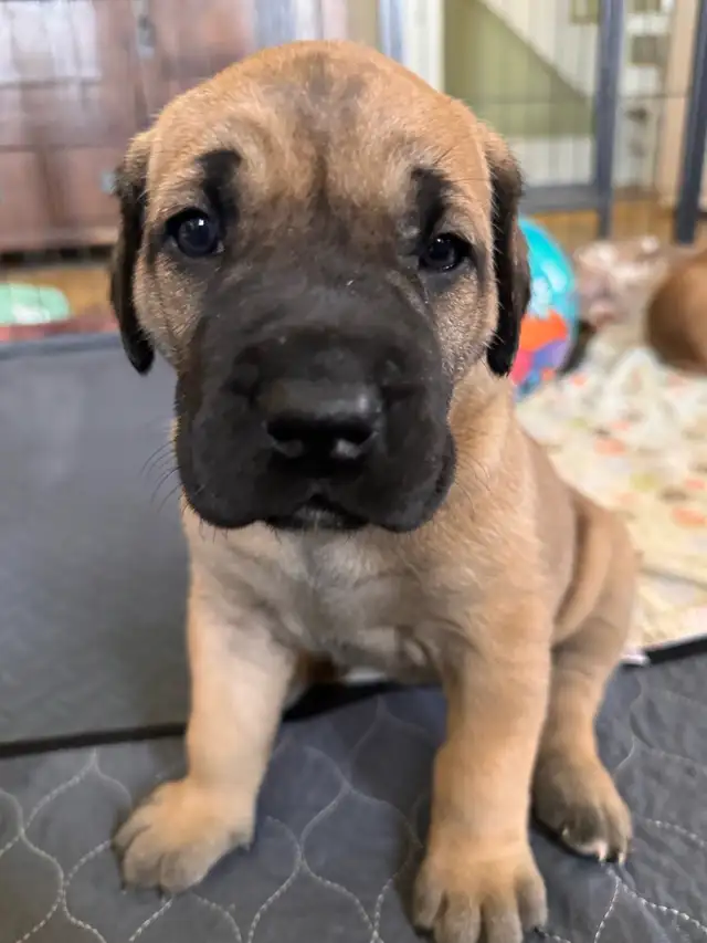 Addorable Great Dane/ Mastiff Puppies in Dogs & Puppies for Rehoming in St. Catharines - Image 8