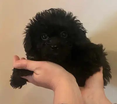 Tiny Toy Poodle Puppy Ready for his fur-ever home Last boy still available! Mom is Poodle 5lbs Dad i...