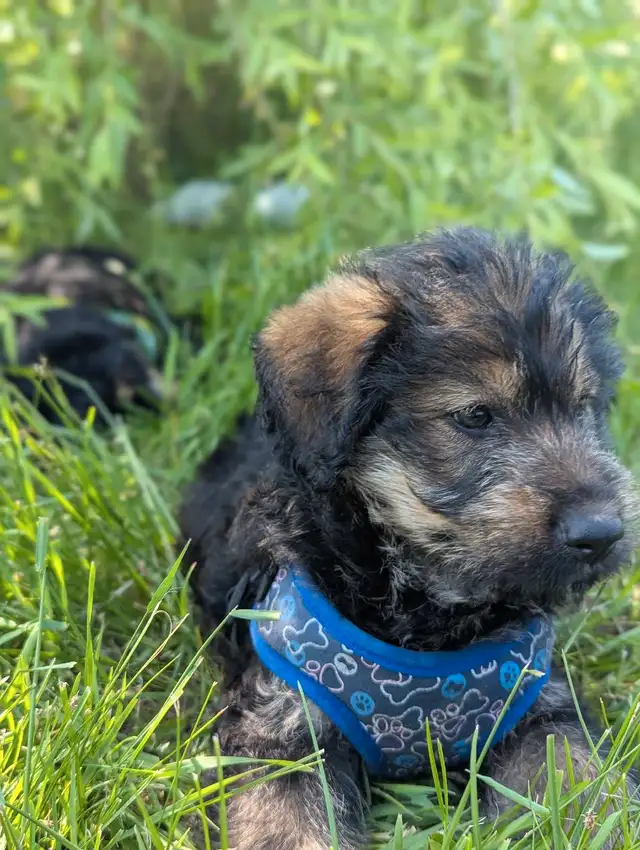 Adorable female puppies looking for their home! in Dogs & Puppies for Rehoming in Winnipeg - Image 3