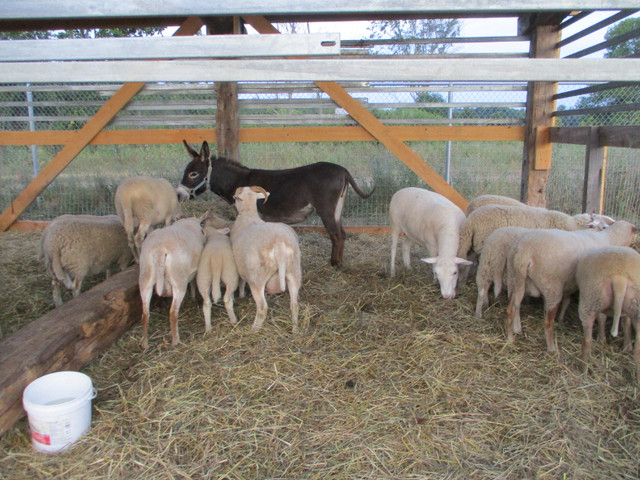 PENDING PICK UP Minature Donkey and sheep for sale in Livestock in Kingston - Image 3