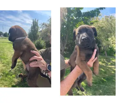 malinois x German shepherd puppies, View more