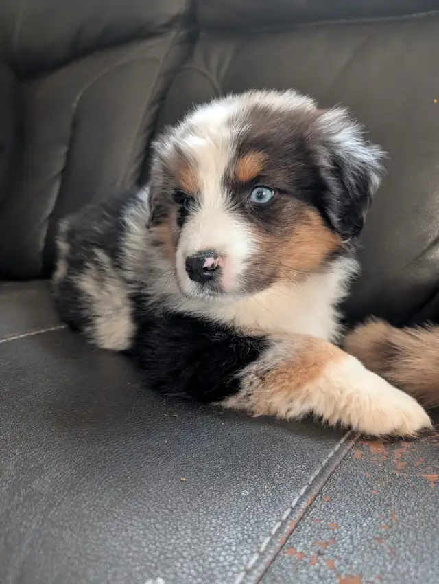 Reste mâle 3 merle bleu au yeux bleu in Dogs & Puppies for Rehoming in City of Montréal - Image 2