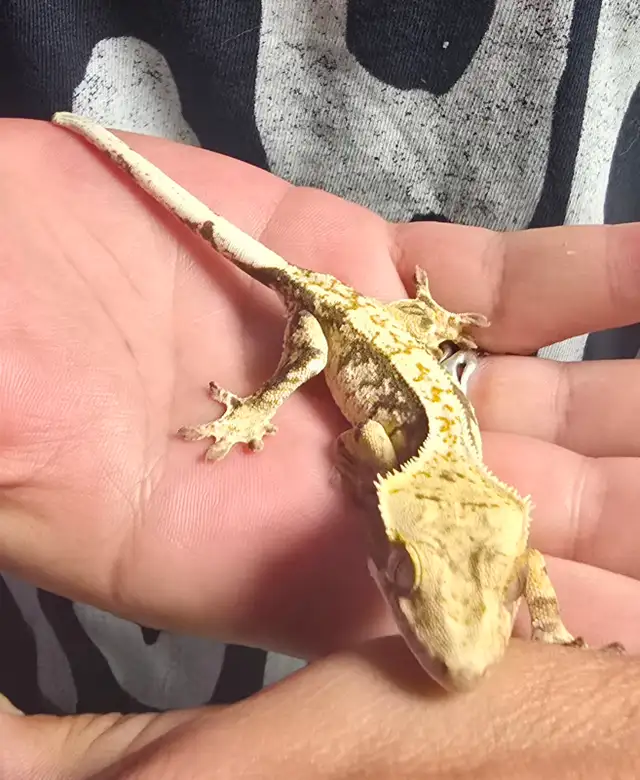 5 month old extreme harlequin crested gecko in Reptiles & Amphibians for Rehoming in Victoria - Image 4