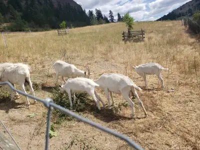 2 Saanen kids for Sale, View more