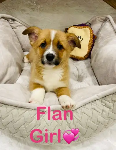❤️ Welsh Corgi ❤️647-485-0974❤️, View more