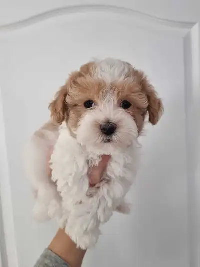Purebred CKC Havanese Puppies, View more
