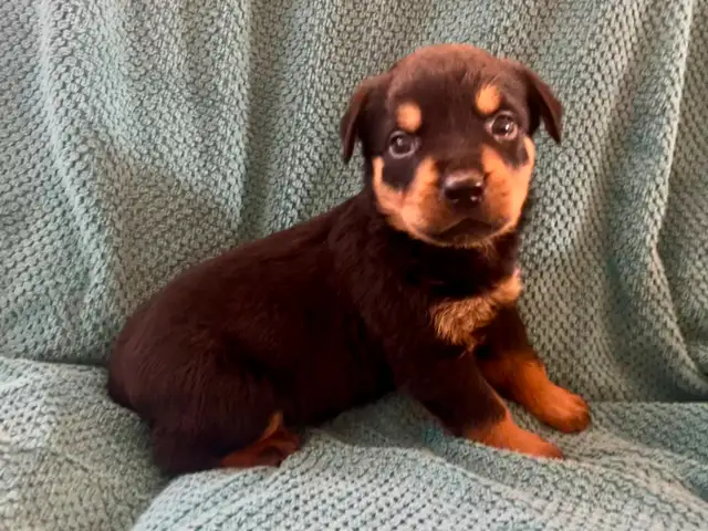 Gorgeous Rottweiler Puppies in Dogs & Puppies for Rehoming in City of Toronto - Image 3
