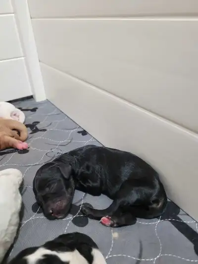 Permanent Guardian Home for F1B moyen medium goldendoodle, View more