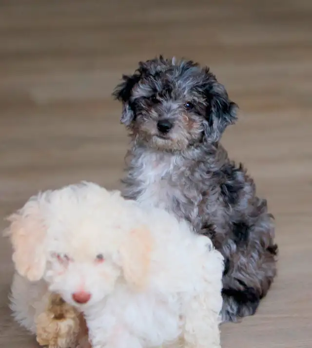 Mini Aussiedoodle F1b  merles in Dogs & Puppies for Rehoming in Drummondville - Image 4