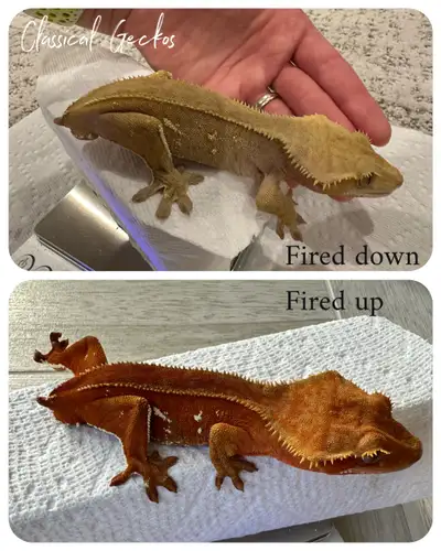 Red male Crested Gecko looking for forever home, View more