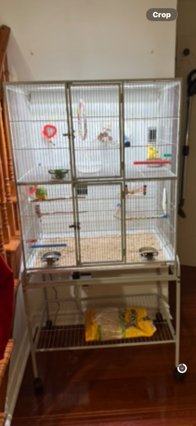 Canary/Serin, View more