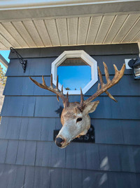 14 point whitetail deer mount.$350