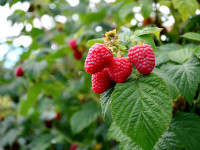 Raspberry Bushes