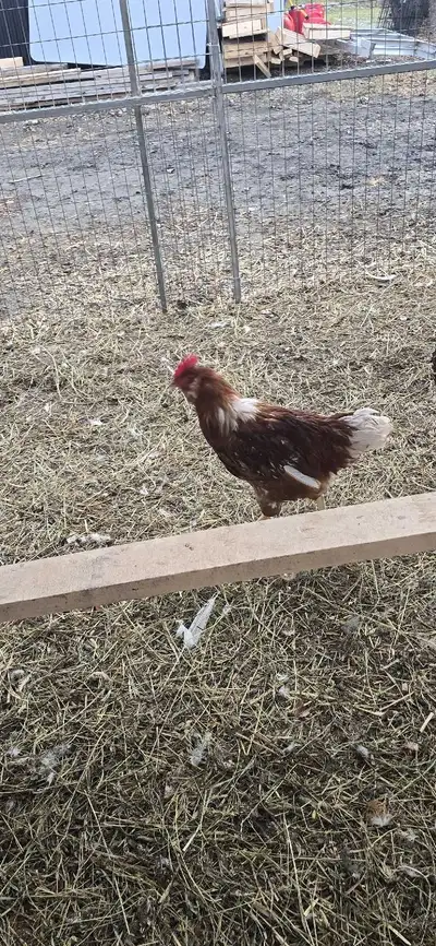 Young Roosters , View more