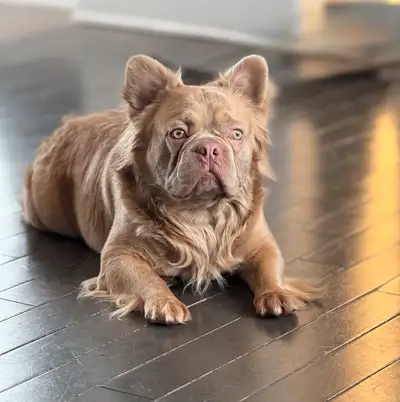 male non opéré bouledogue francais Isabella new shade a poil long de 1 ans et demi frenchie magnifiq...