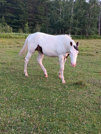 Register Horses for Sale