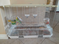 Two female budgies for rehoming with a cage