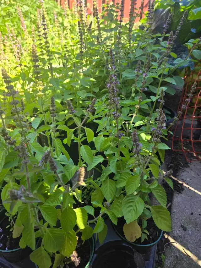 tulsi plant 