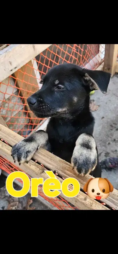 Bonjour tout le monde Je me demandais si il aurais des gens intéresser a adopter de belle petites bo...