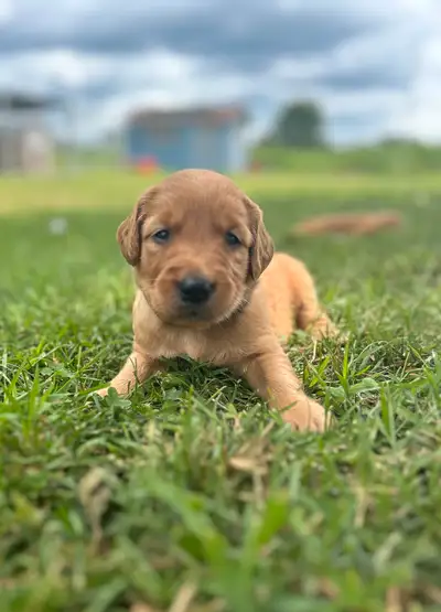 CKC Golden Retriever pups, View more