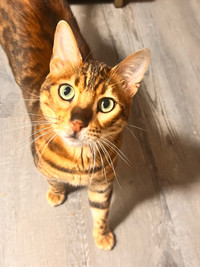 3 beautiful bengal cats- sweet and friendly 