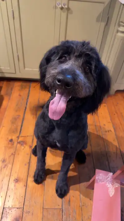 Looking to Rehome 2 year old Bernedoodle, View more