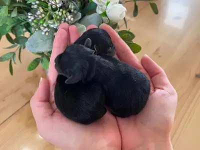 Yorkie Puppies Raised in Our Home, View more