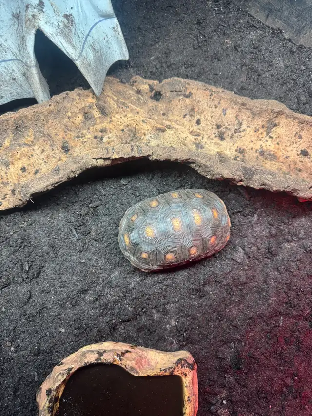Red Foot/cherry head tortoise in Reptiles & Amphibians for Rehoming in Kawartha Lakes - Image 6