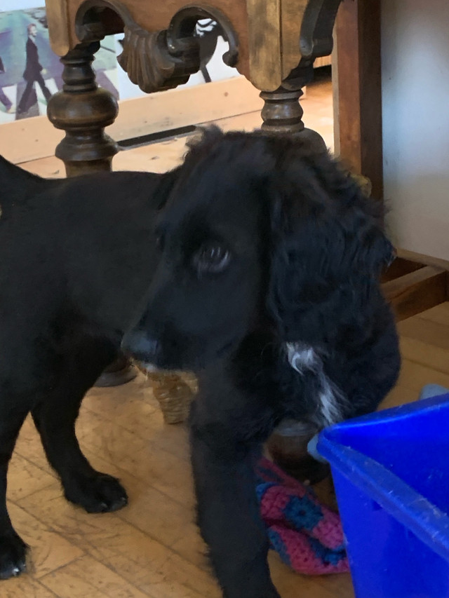 Cocker-springer-poodle puppies  in Dogs & Puppies for Rehoming in Winnipeg