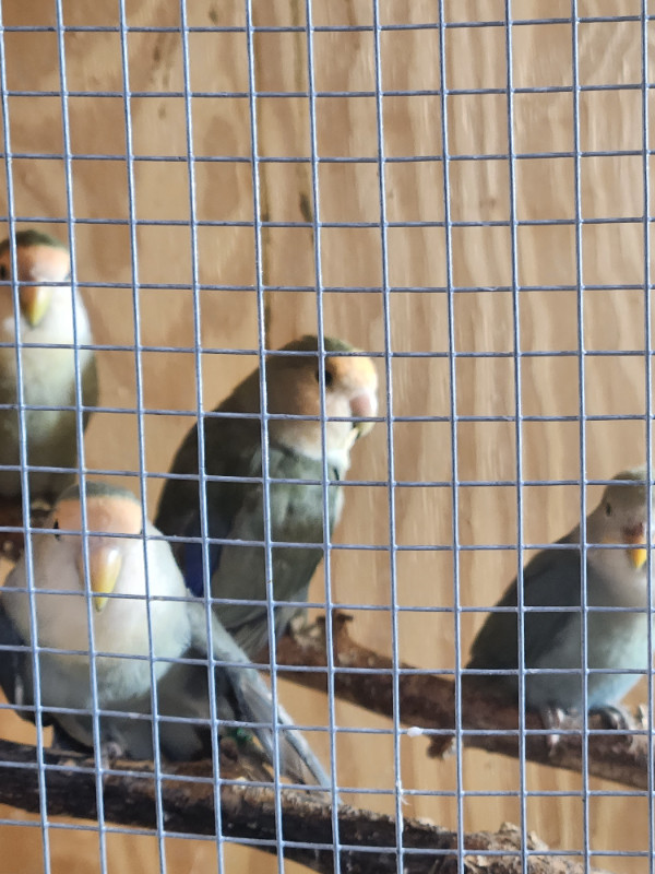 Tres beaux Inseparables - Roseicollis dans Oiseaux à adopter  à Laval/Rive Nord - Image 3