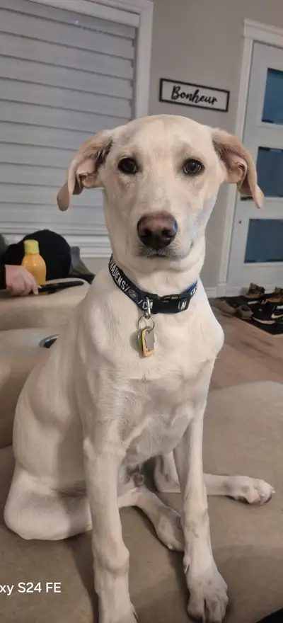 Chiot d'environs 5 mois mélange de labrador et Husky , opéré , vacciné et vermifuge à jour. Très bon...